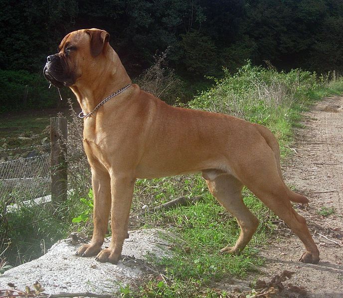 File:Bullmastiff edited.JPG