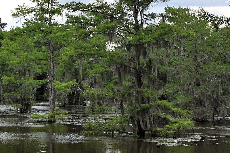 File:Caddo lake trees.jpg