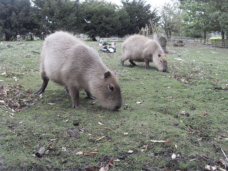 File:Capybara-at-wwp.jpg