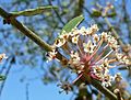 Ceanothus crassifolius