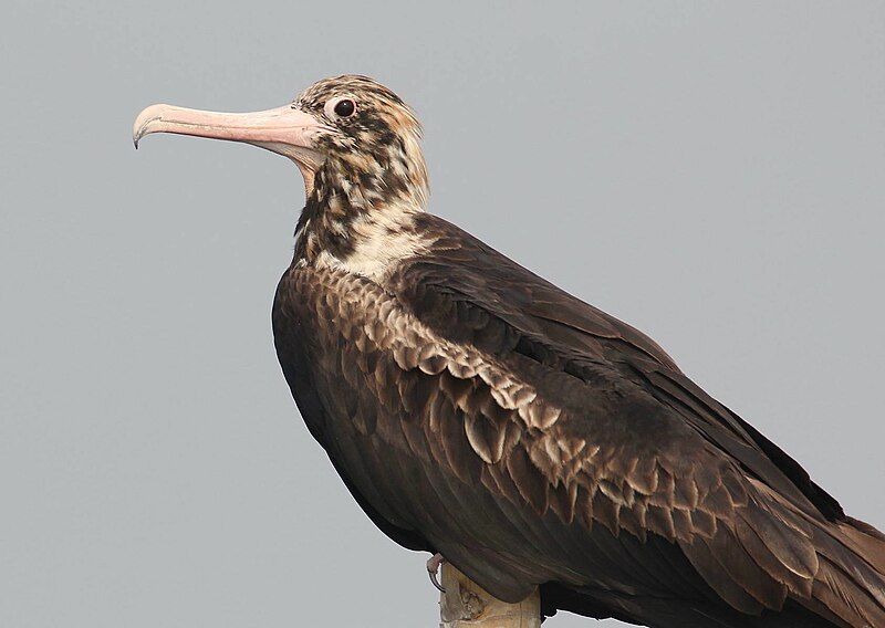 File:Christmas Island Frigatebird.JPG