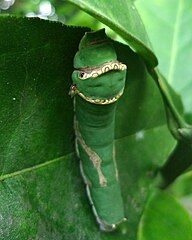 An ectoparasitic fly, cf. Ceratopogonidae, sucking blood from a larva of P. demodocus