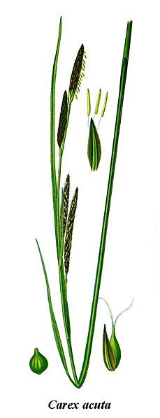 File:Cleaned-Illustration Carex acuta.jpg