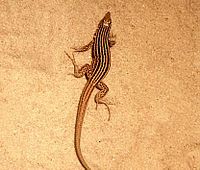 A small brown lizard with yellow stripes standing on a tan substrate.