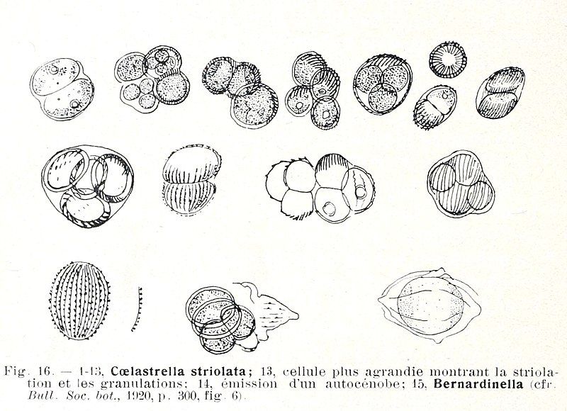 File:Coelastrella striolata.jpg