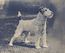 A greyscale photograph of a curly-haired terrier, facing right.