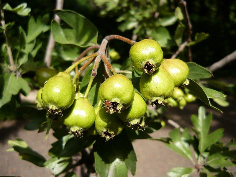 File:Crataegus azarolus HRM.jpg