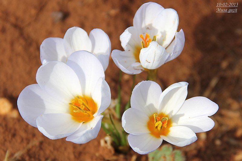 File:Crocus leichtlinii.jpg