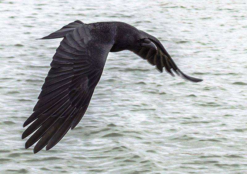 File:Crow in flight.jpg