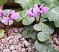 Cyclamen parviflorum var. subalpinum