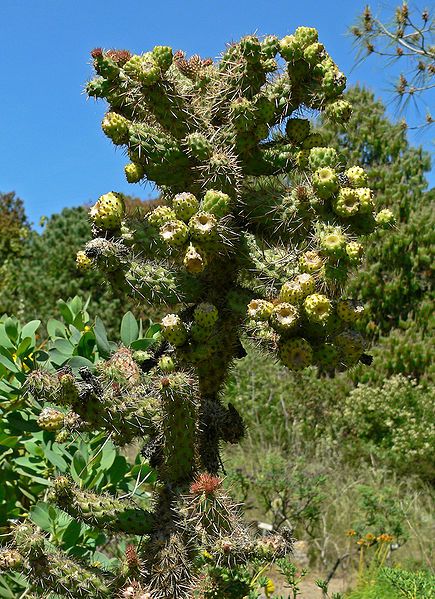 File:Cylindropuntia prolifera 1.jpg