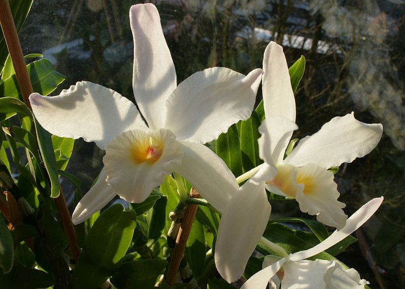 File:Dendrobium infundibulum 004.jpg