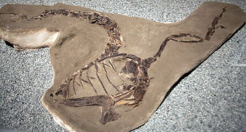 File:Dinosaur fossil (1).jpg