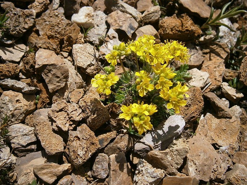 File:Draba hoppeana 001.jpg