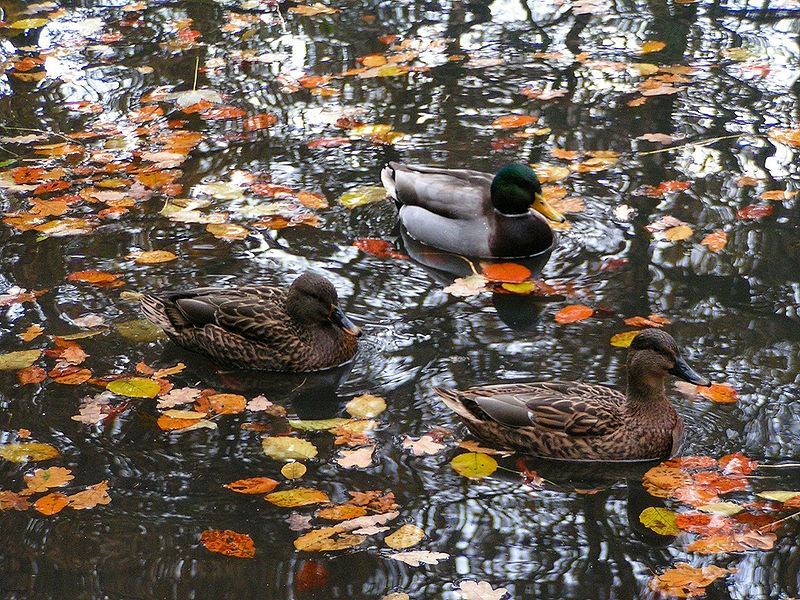 File:Ducks in Munich.JPG