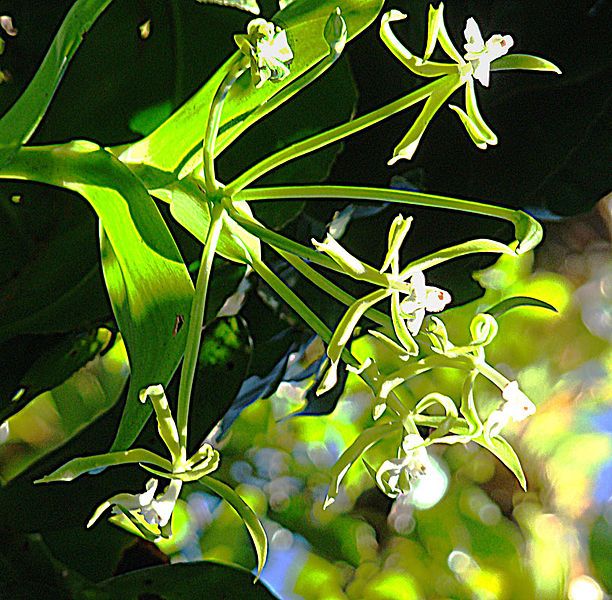 File:Epidendrum lacustre (10909643113).jpg