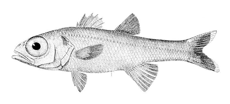 File:Epigonus pandionis.jpg