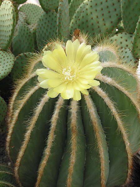 File:Eriocactus magnificus JPG.jpg