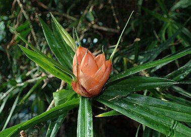 Freycinetia luzonensis