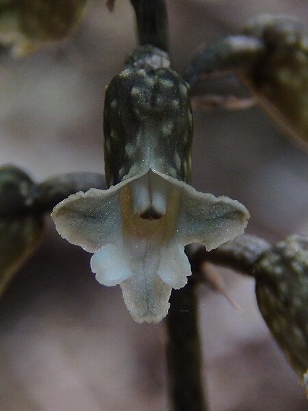 File:Gastrodia cooperae.jpg