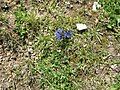 Gentiana nivalis