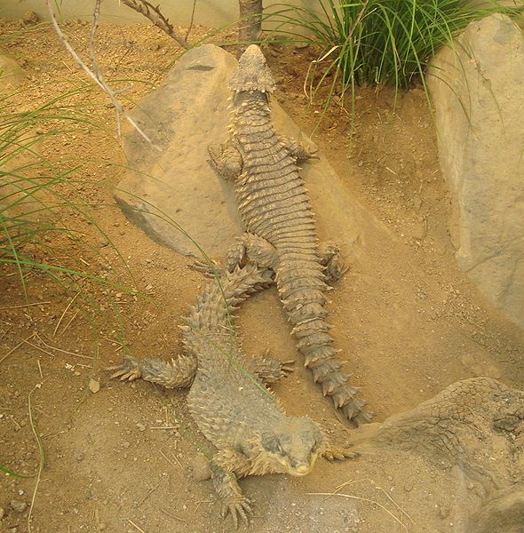 File:Giantgirdledlizard.jpg