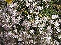 Gypsophila repens