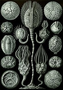 "Cystoidea" from Ernst Haeckel's Kunstformen der Natur, 1904