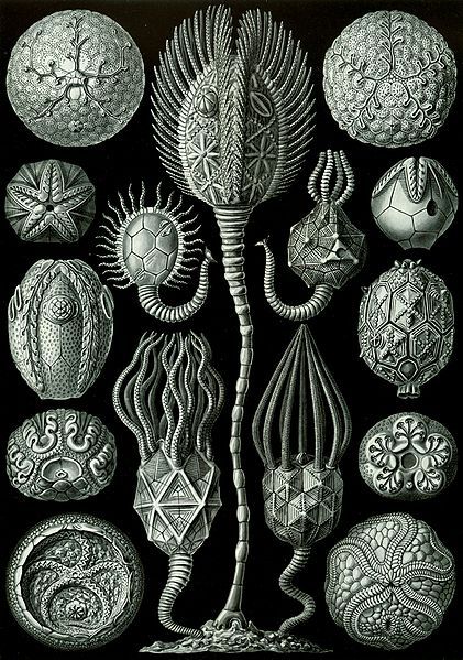 File:Haeckel Cystoidea.jpg