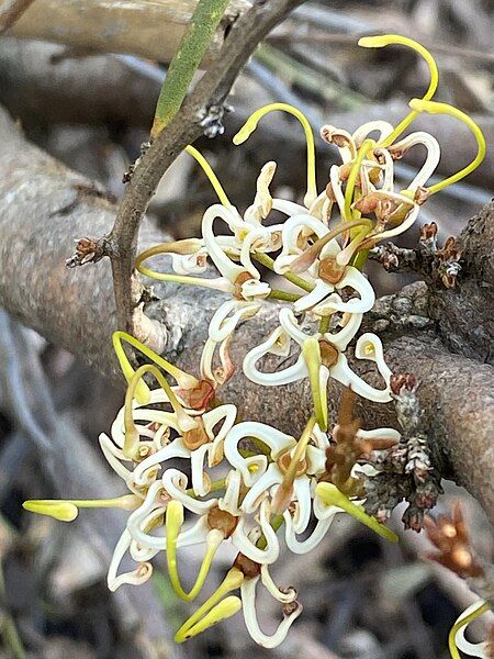 File:Hakea platysperma flowers.jpg