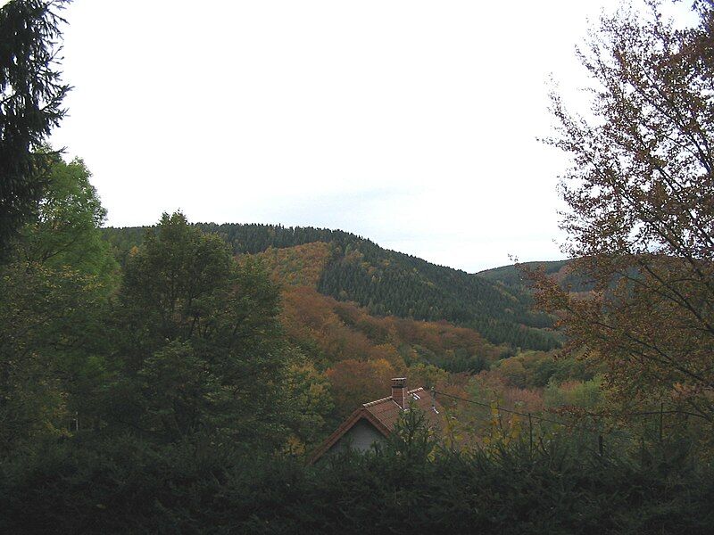 File:Huertgen Forest.jpg