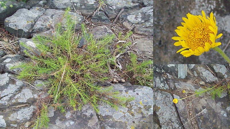 File:Hysterionica pinifolia.jpg