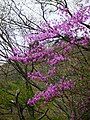 A view at Mount Kasagata (1) (4/2009)