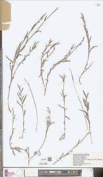 File:Kerriochloa.jpg