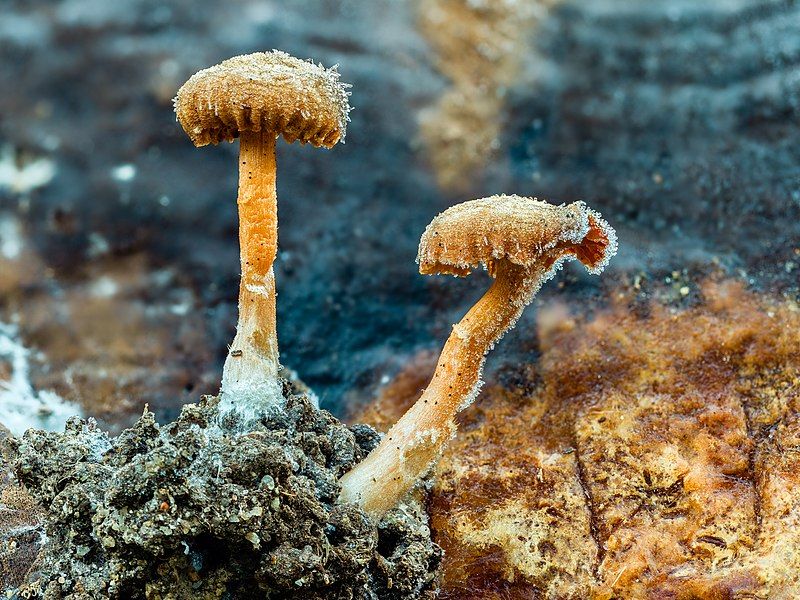 File:Kuehneromyces mutabilis-20191229-RM-101505.jpg