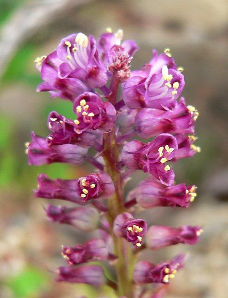 File:Lachenalia pustulata 1.jpg