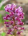 Lachenalia pustulata