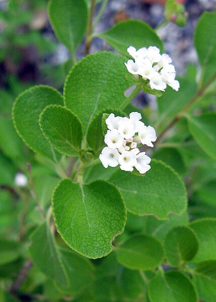 File:Lantana involucrata.jpg