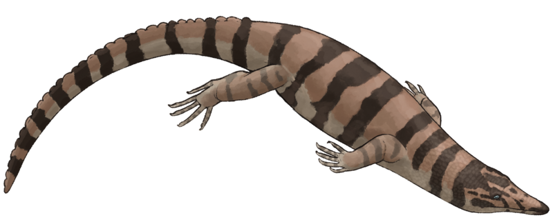 File:Lazarussuchus .sp.png