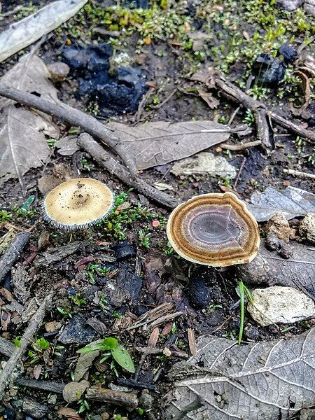 File:Lentinus Flexipes, Guatemala.jpg