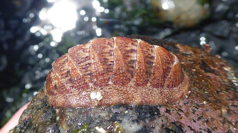 File:Lepidozona mertensii.jpg