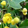 Mahonia dictyota