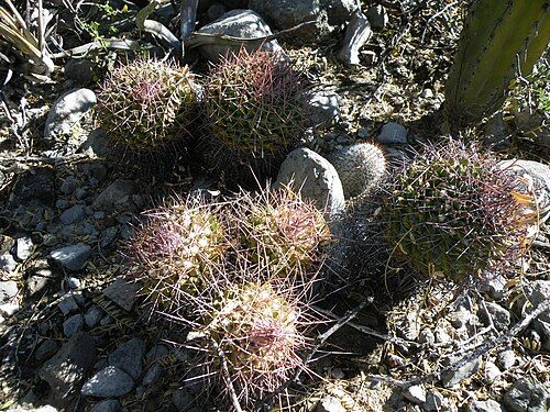 Plants growing near Zapotitlan De Las Salinas, Puebla