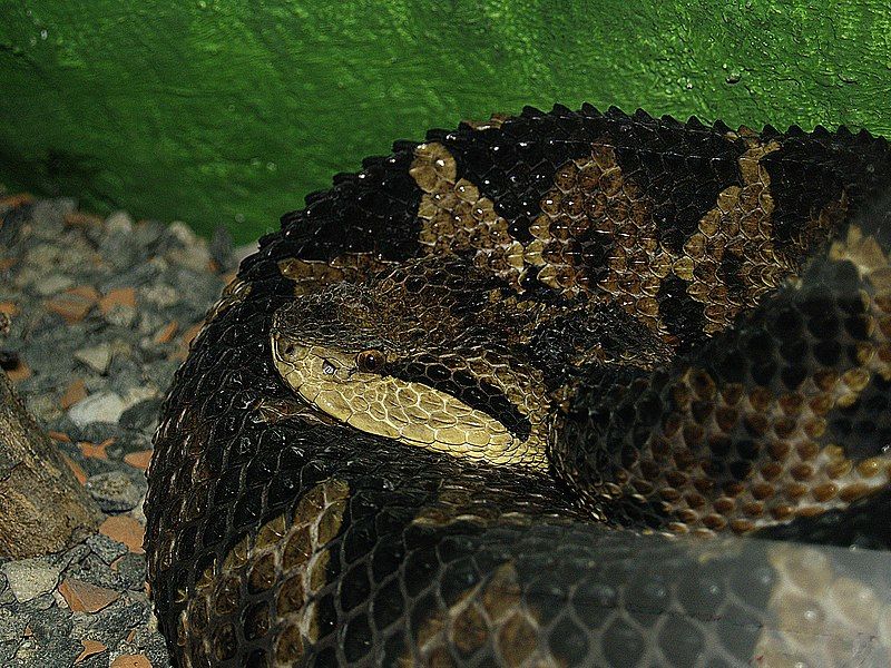 File:Mano-de-piedra.Central-American-jumping-pitviper.(Atropoides-nummifer-mexicanus).jpg