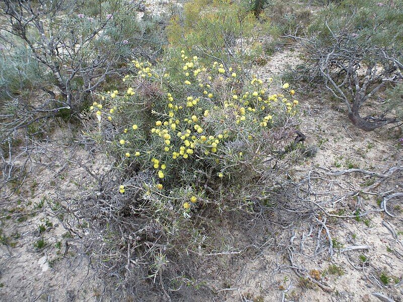 File:Melaleuca pungens (habit).JPG