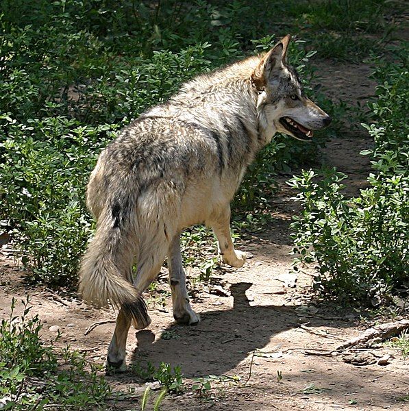 File:Mexican Wolf running.jpg