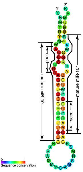 File:MiR-10 consensus structure.jpg