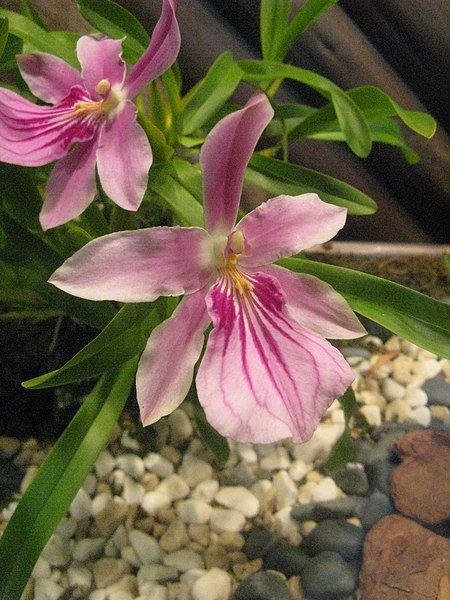 File:Miltonia spectabilis2.jpg