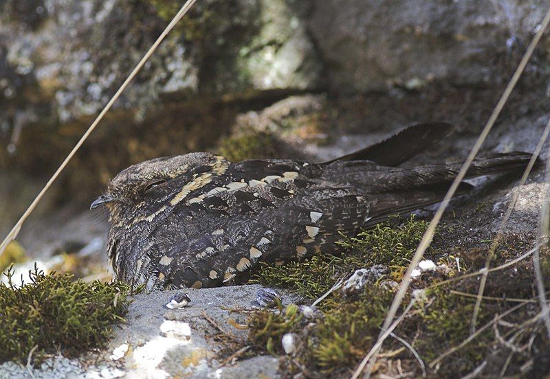 File:Montane Nightjar.jpg