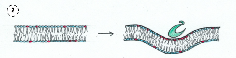 File:OSBP-ORPs Function 2.png